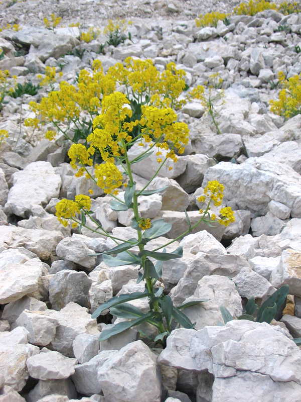 Isatis apennina (=Isatis allionii) / Glasto di Allioni